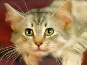 ����� ��������� �� �������� �������